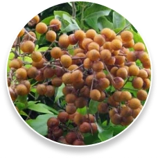 ProstaPure™ Steroidal Saponins